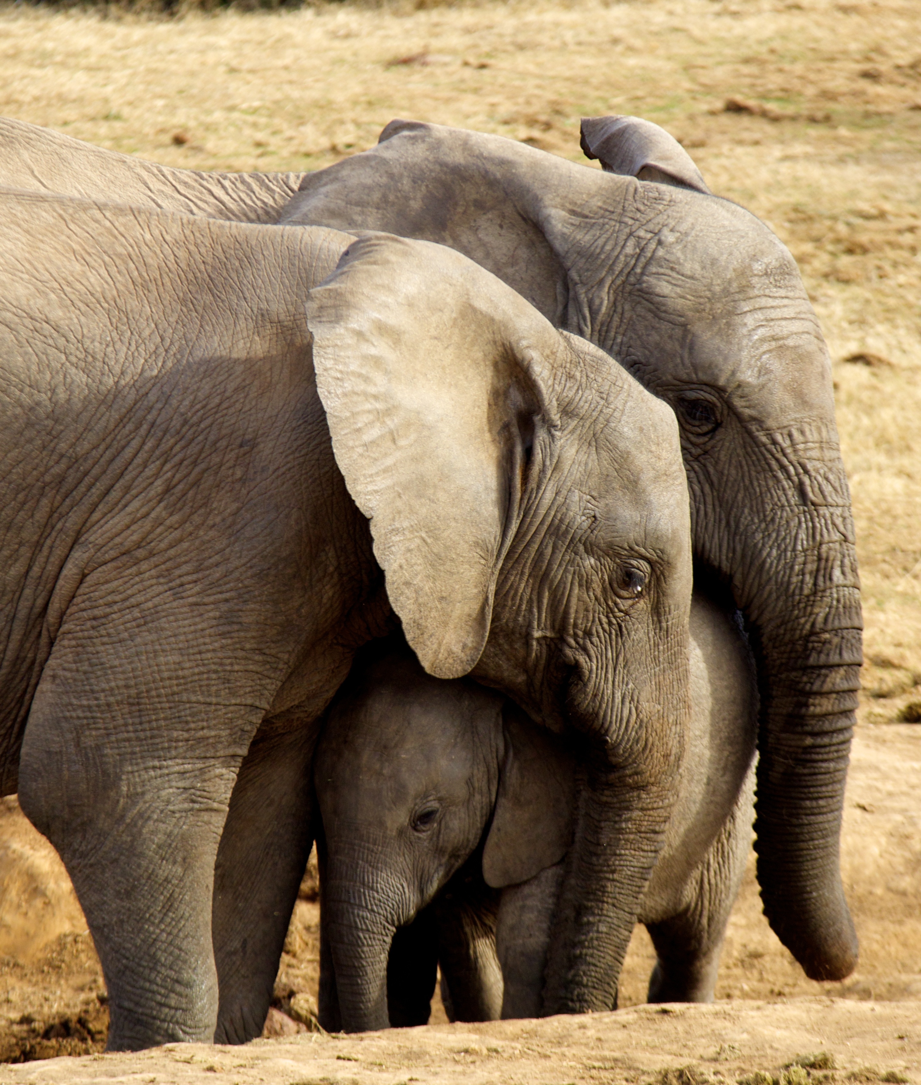 The Elephant family