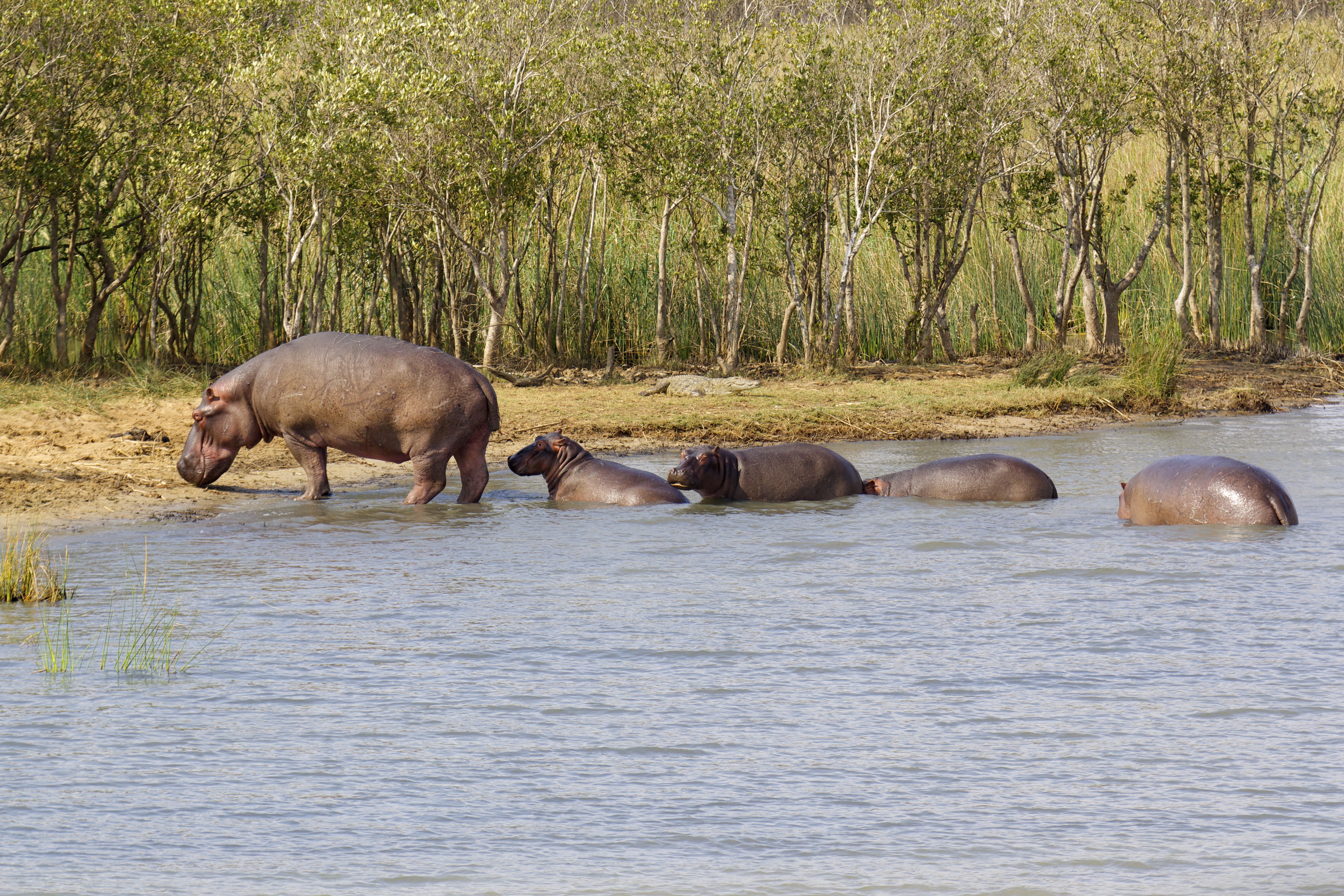 The hippo Family
