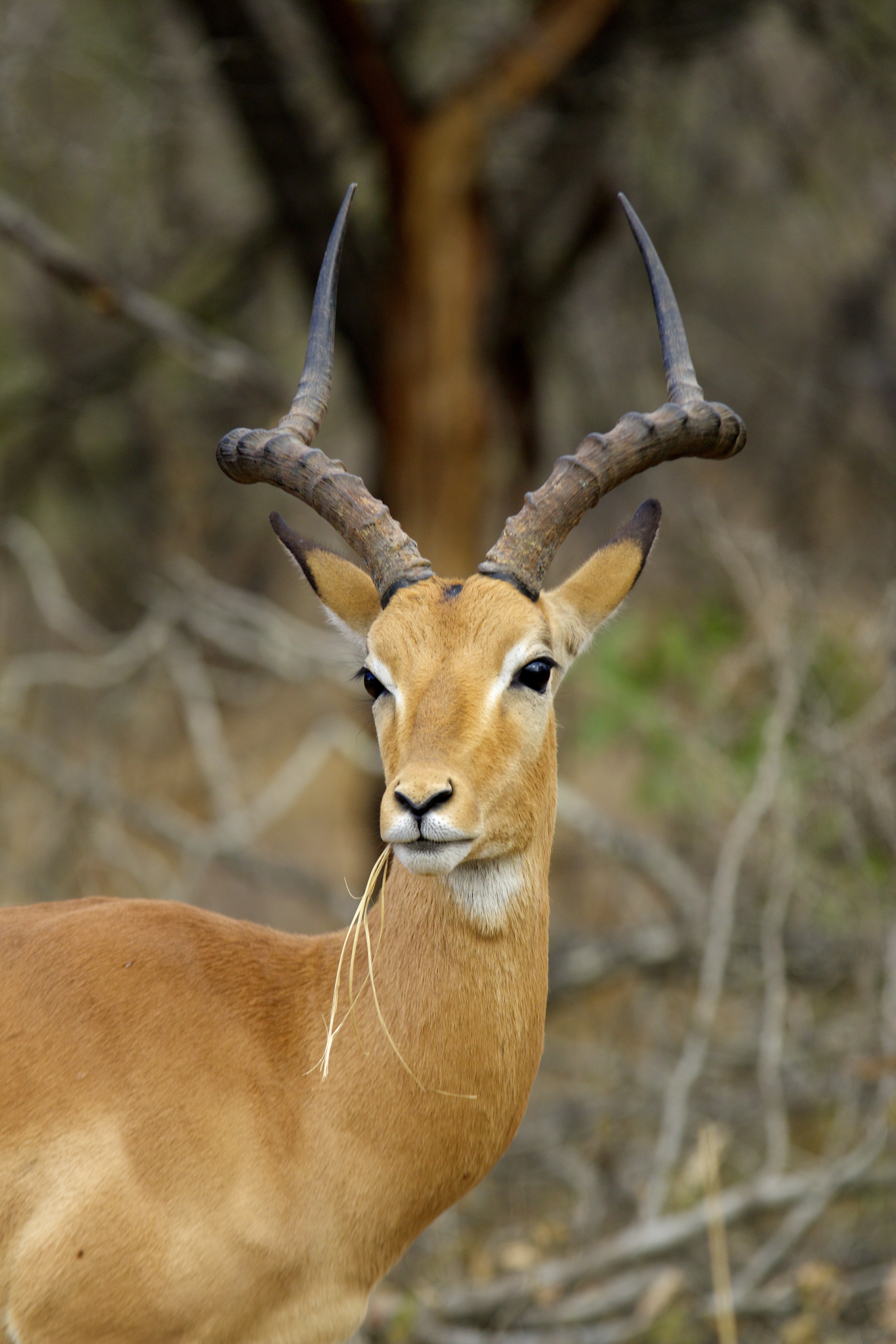 South african Springbok